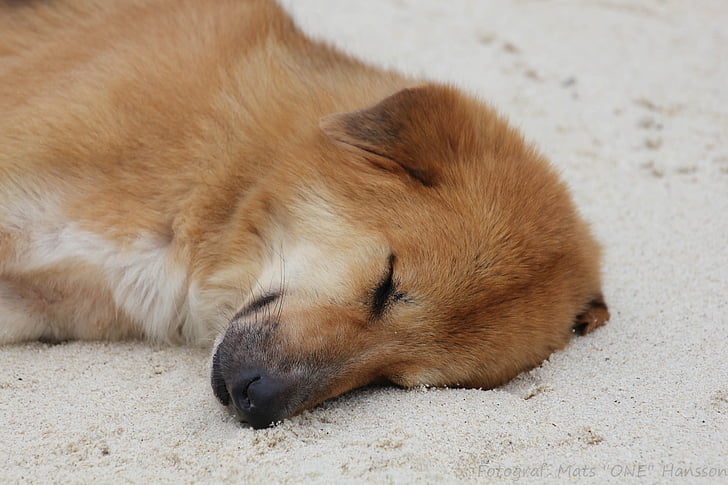 pas, plaža, sna, životinje, jedna životinja, spavanje, životinjske teme
