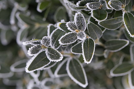 branch, leaves, iced, icy, hoarfrost, winter, cold