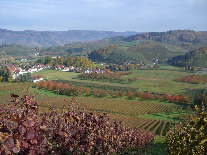 bottenau, Viña, vino, vides, otoño, Ortenau, Oberkirch