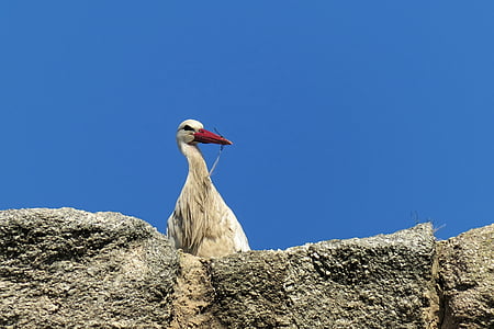 Stork, fugl, Spanien, fjer, natur, reden, fuglerede
