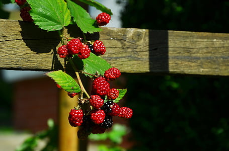 blackberries, berries, fruits, immature, fruit, red, vitamins