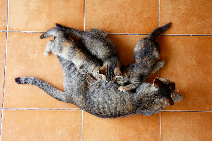 kat, Kitten, kat baby, schattig, huisdier, binnenlandse kat, dier