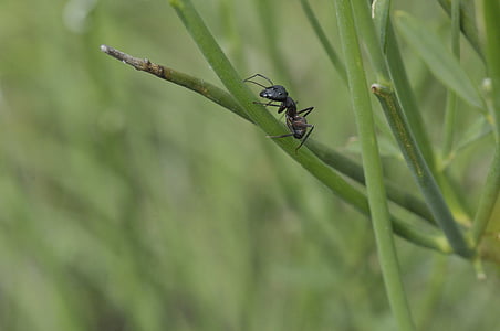 ant, macro, insect, grass, nature, animal, close-up
