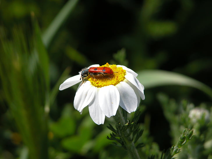 daisy, insect, nature, flowers, flower with insect, outdoors