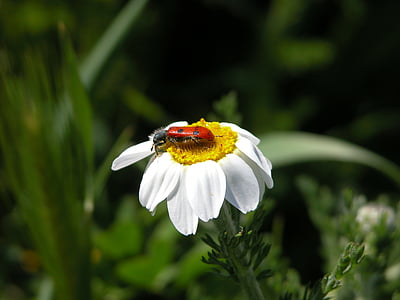 Daisy, insect, natuur, bloemen, bloem met insect, buitenshuis