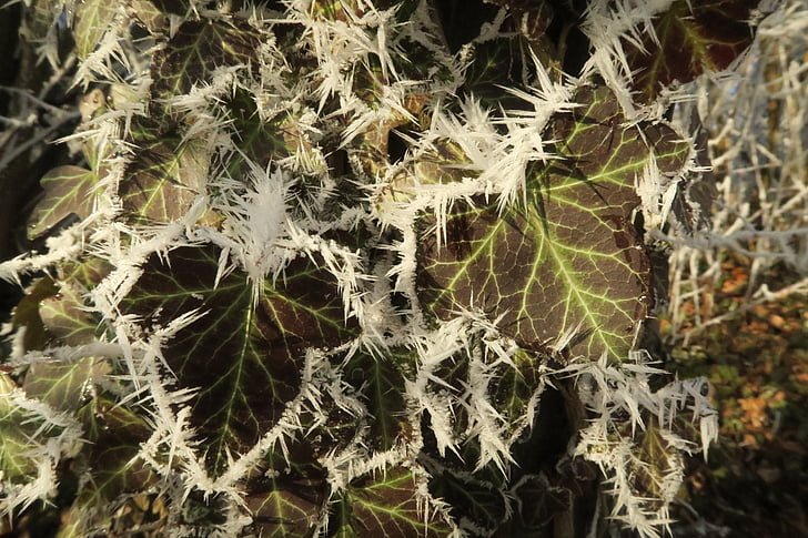 rastlín, ľad, zimné, mrazené, mráz, Leaf, za studena