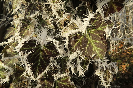 plant, ice, winter, frozen, frost, leaf, cold