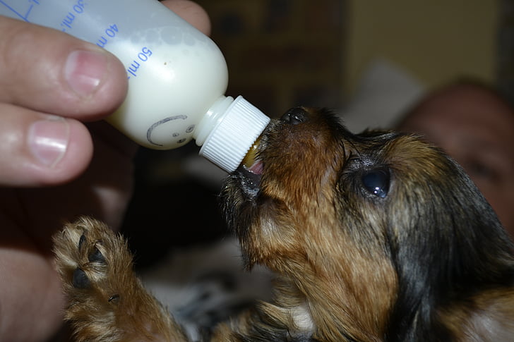 feeding, pets, animal, small, puppy, milk, bottle