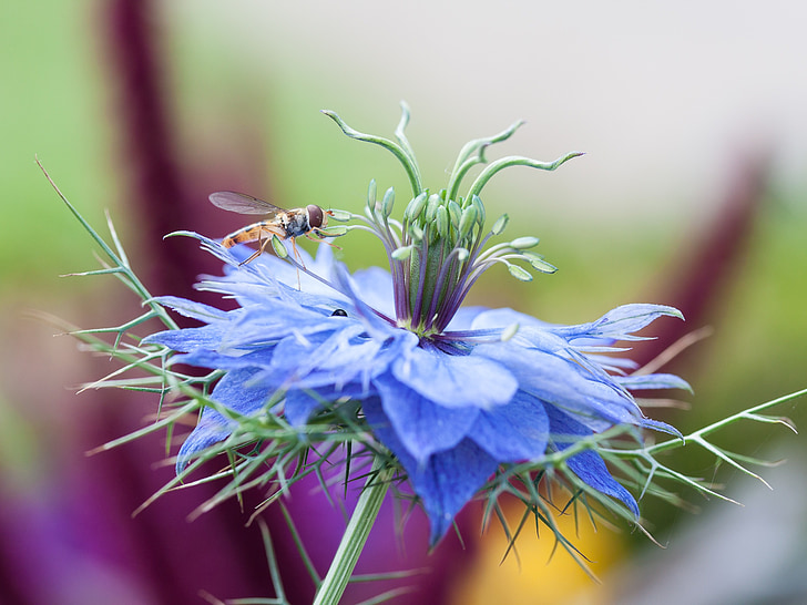bleuet des champs, Syrphidae, macro, fleur, insecte, abeille, nature