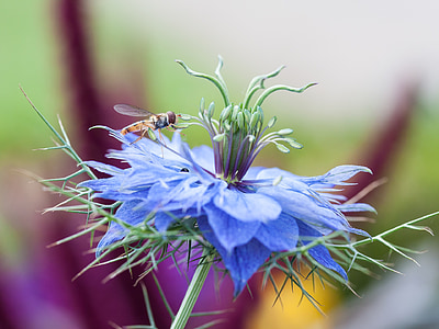 cornflower, hoverfly, macro, flower, insect, bee, nature