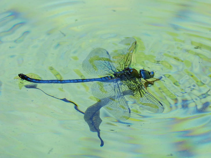 Dragonfly, modri zmaj, Aeshna affinis, vode, utopiti, ribnik, živali