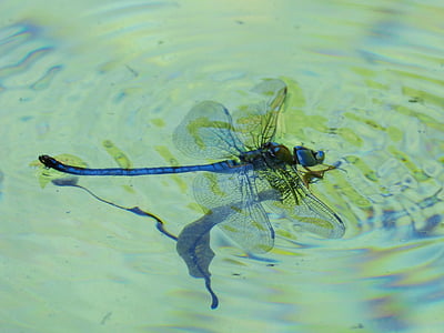 libélula, libélula azul, Aeshna affinis, agua, se ahogan, estanque, animal