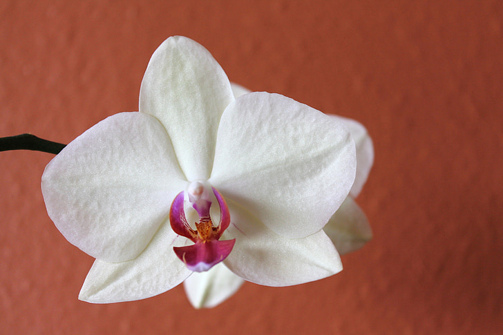 орхидея, цвете, бяло, Блосъм, флорални, тропически цветя, венчелистче