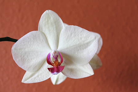 orquídia, flor, blanc, flor, floral, flors tropicals, pètal