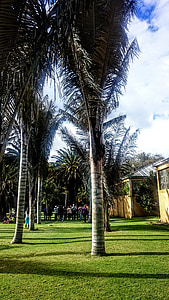 palmas vasks, koki, Botāniskais dārzs