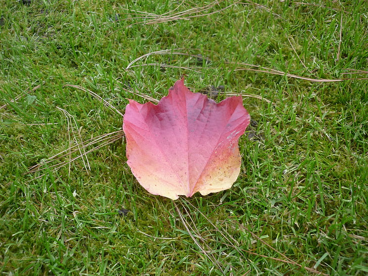 sheet, ticket, grass, autumn leaf