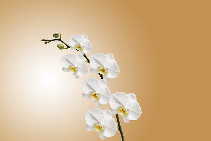 flor, orquídea, natureza, planta, florescência, Flora, macro