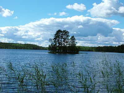 Lacul, Insula, mici, copaci, Finlandeză, stuf, cer