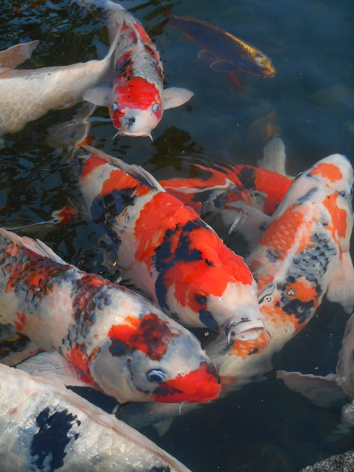 цветни шаран, шаран, риба, Аквариумни риби други, червено и бяло, Япония, ярки