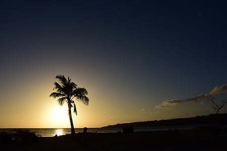 palm, sunset, sea, sun, atmosphere, abendstimmung, golden