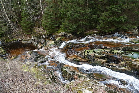 Příroda, Les, Creek, voda, krajina, bemoost, zelená