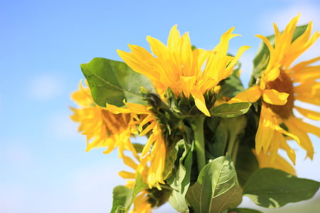 sunflower, flower, summer, bouquet
