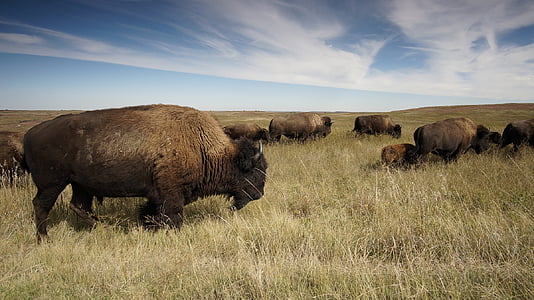 Bison, Buffalo, stádo, americký, zviera, cicavec, Panorama