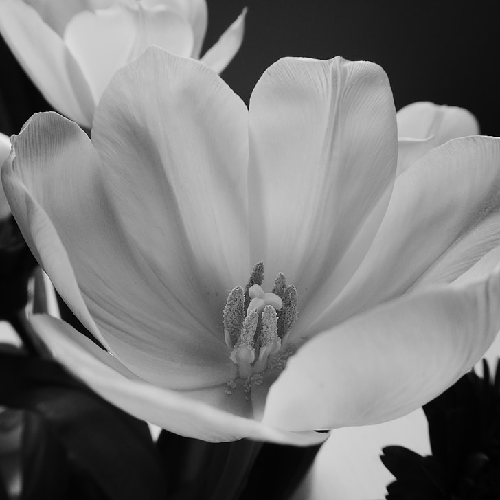 Tulipa, flor, flor, planta, flor, Branco, Primavera