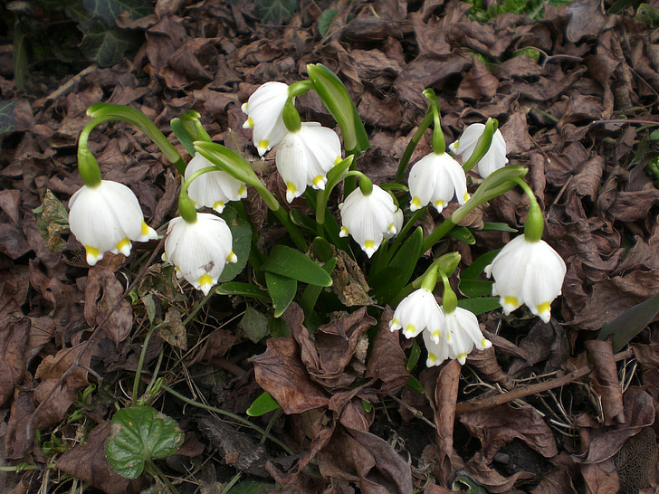 fiocco di neve, fruehlingsknotenblume, primavera, fiore, bianco, Maerzgloeckchen, idilliaco