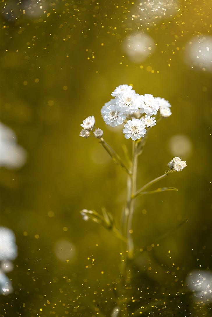 aconitifolius vėdrynas, eisenhut-crowfoot, gėlė, gėlės, balta, baltos gėlės, augalų