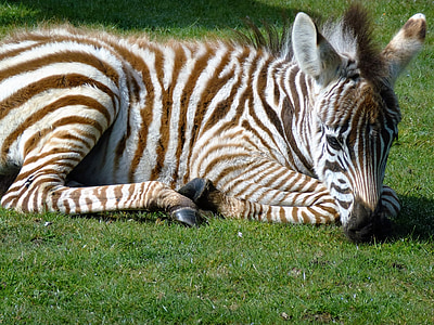 Zebra, zèbre de bébé, rayé, faune, blanc, noir, Safari