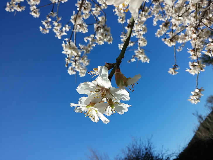 blomster, Almond tree, natur