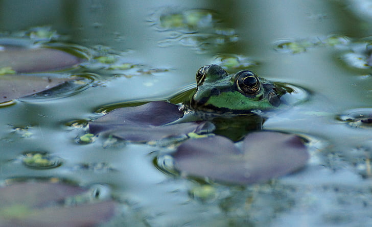 żaba, staw, zielony, płazów, woda żaba, Jezioro, staw ogród