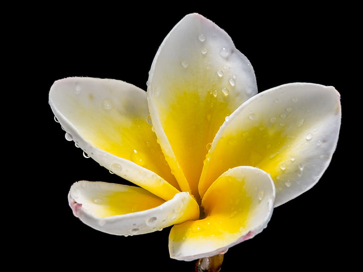 flower, blossom, bloom, white yellow, close, frangipani, plumeria