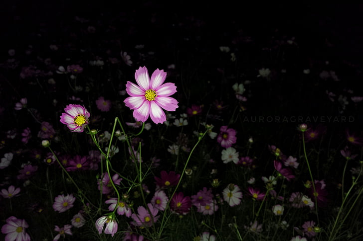 blomst, natt, Aurora kirkegården