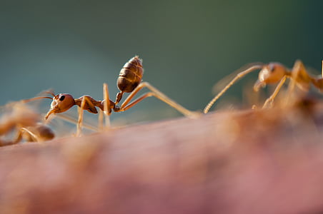 myror, närbild, insekter, lite, Tiny
