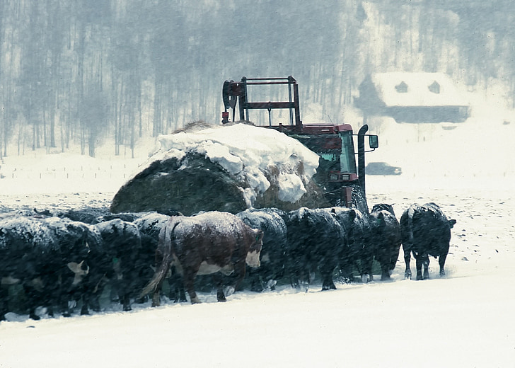 Wyoming, ganado, carro de heno, Feed lot, granja, rural, país