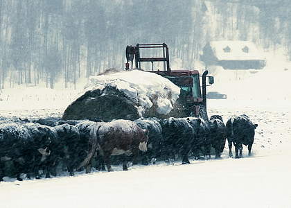 Wyoming, hovädzí dobytok, Hay truck, krmivo veľa, farma, vidieka, krajiny