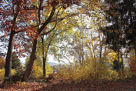 Outono, floresta, colorido, árvores, arbustos, natureza, floresta de outono