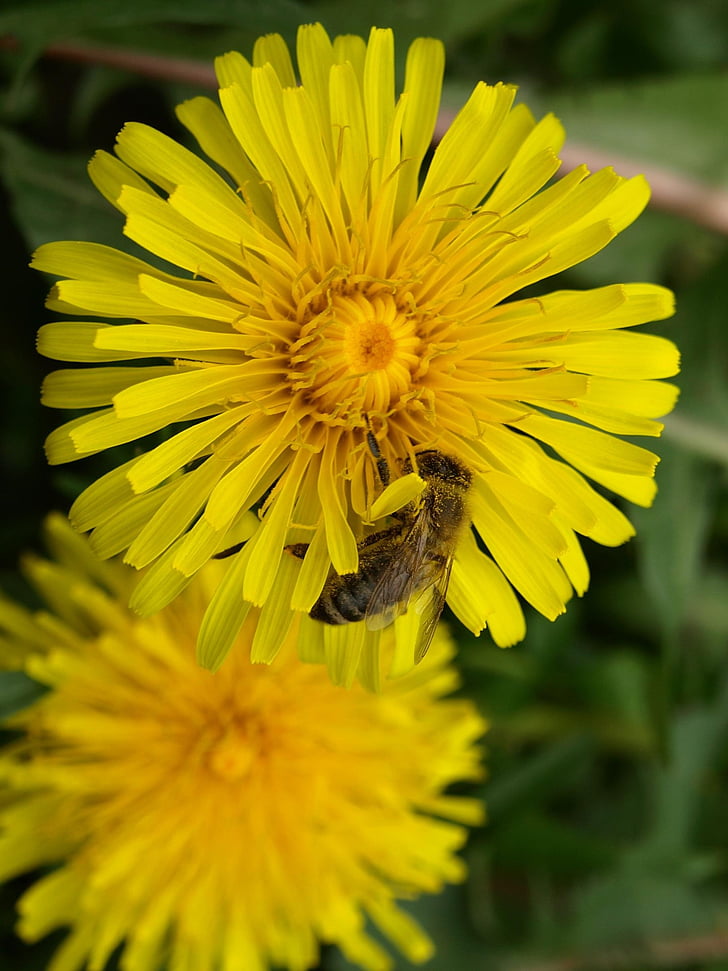 abeja, polen, néctar de, amarillo, flor, floración