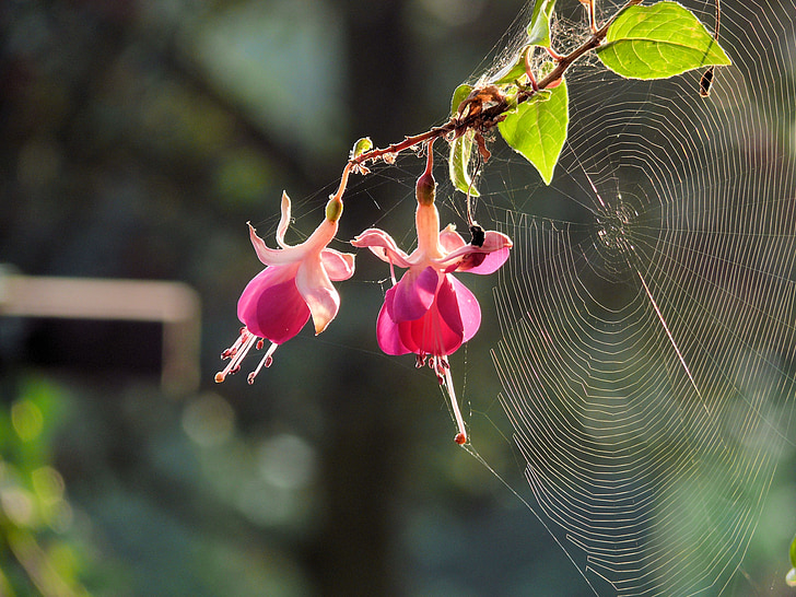 spider web, lill, fuksia, tõusis, Web, loodus