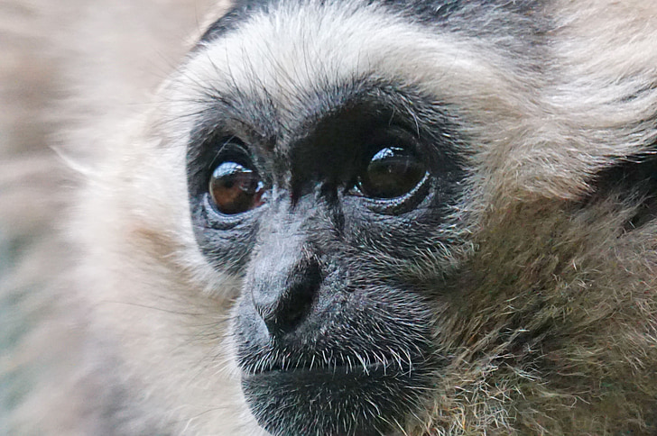 gibbon noir casquettes, Gibbon, affenartig, mammifère