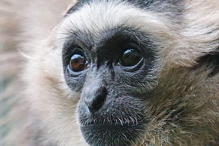 sort hætte gibbon, Gibbon, affenartig, pattedyr