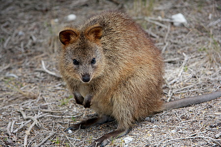 quokka, setonix brachyurus, Avstralija, Zahodna Avstralija, letališča Rottnest island, kenguru, kenguru