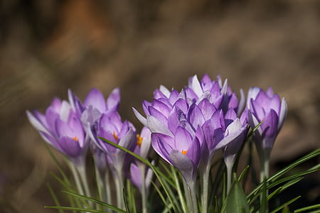 Crocus krokusi, Pavasaris, Lieldienas, puķe, agri nobriedis, Violeta, daba