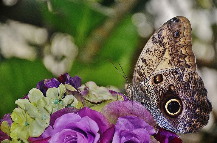 papillon hibou, papillon, Caligo, Nymphalidae, insecte, Caligo eurilochus, bas