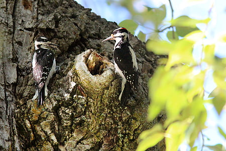 woodpecker, male, female, nesting, bark, tree, nature