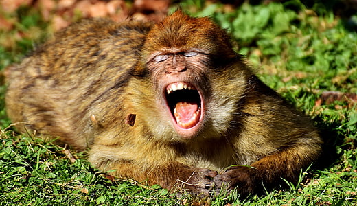 Барбара мавпа, позіхання, Симпатичний, зникаючих видів, Мавпа гора Салем, тварини, дикі тварини
