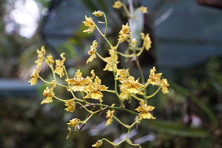 orhideja, cvet, Kostarika