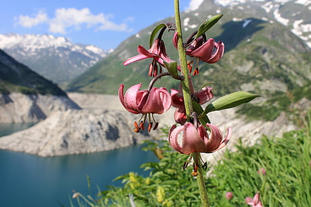 turk's cap lily, lily, flower, snowy mountain peak, lake, water, landscape